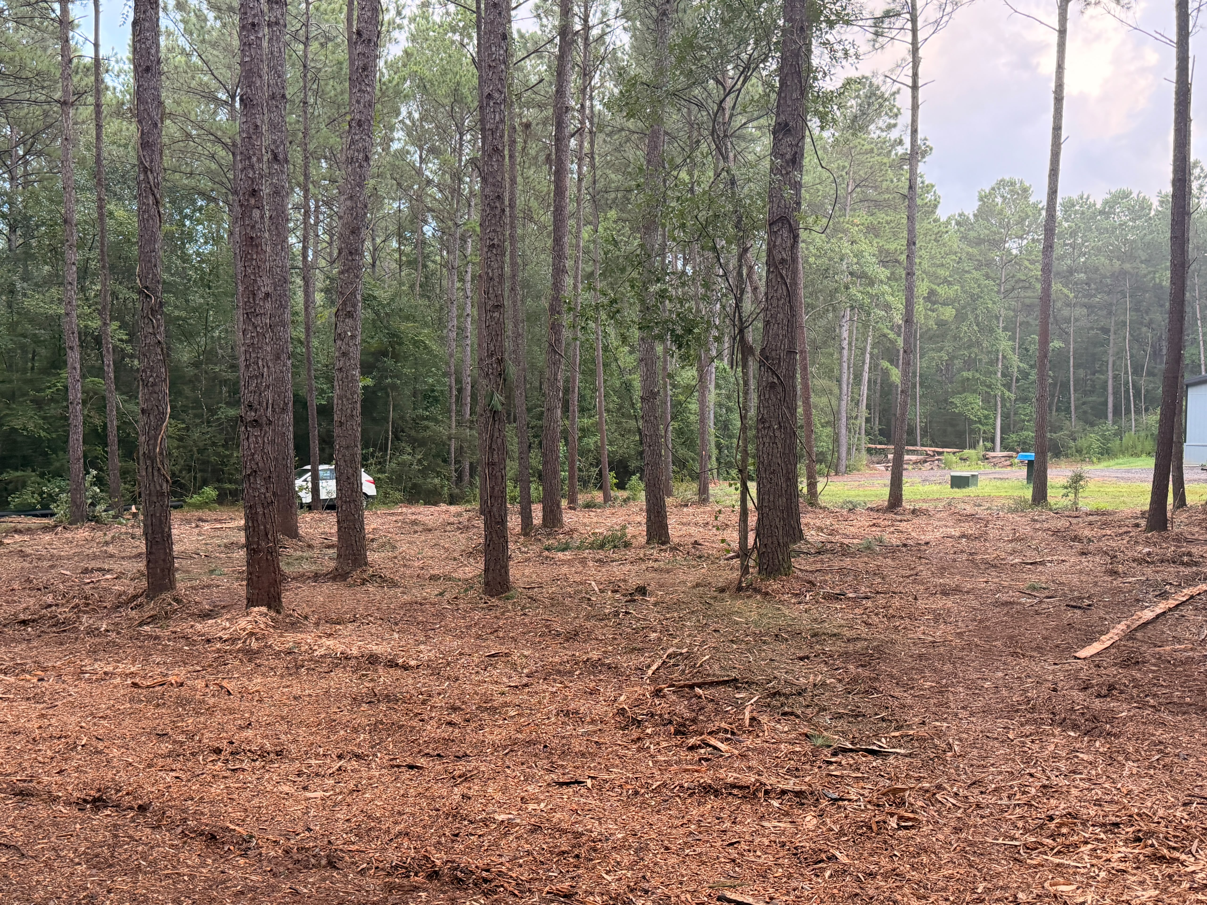 Hunting and access trail cut through dense hardwoods with mulched forest floor in Magnolia, TX