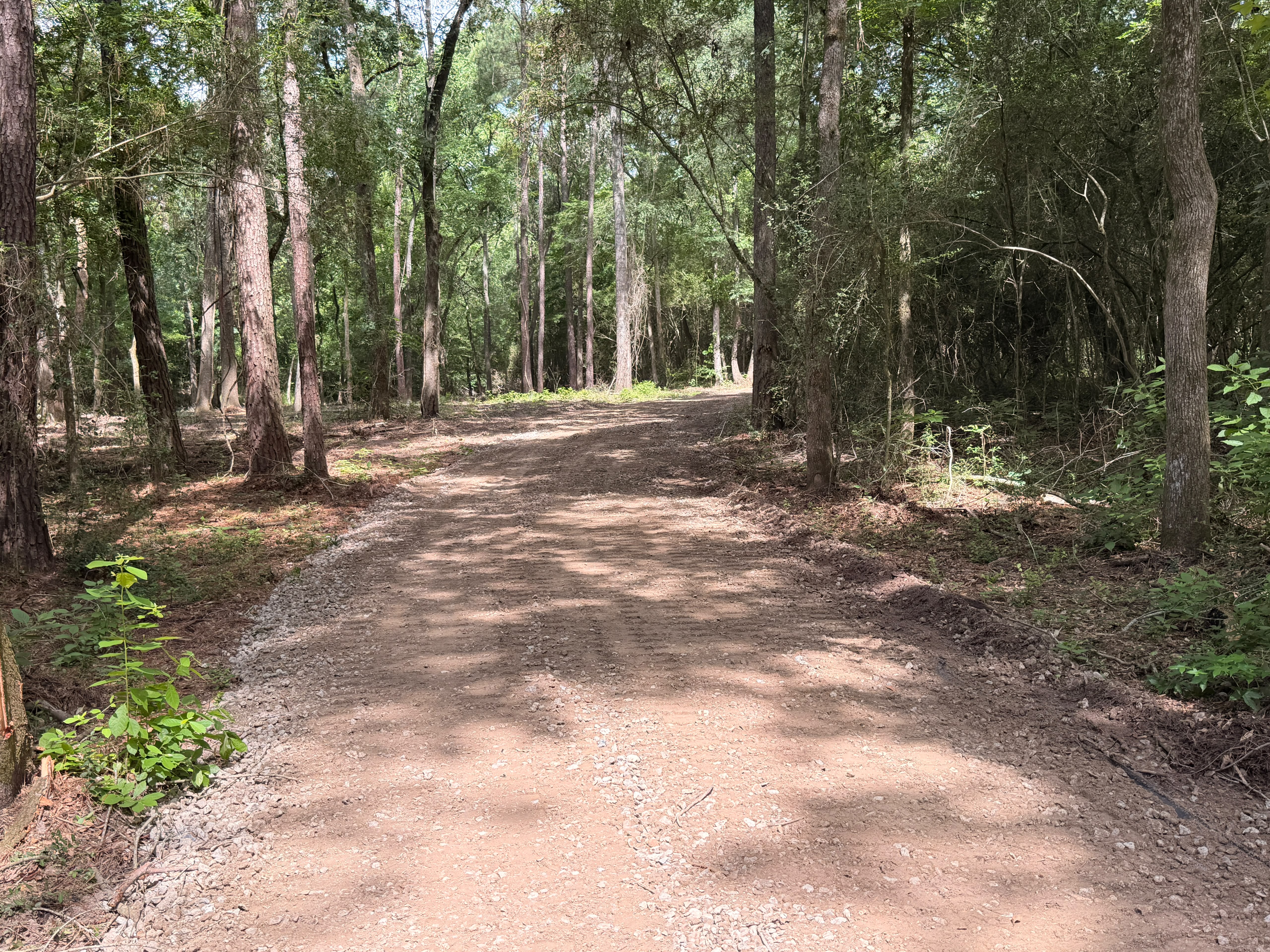 Dense East Texas pine and yaupon underbrush before eco-friendly forestry mulching