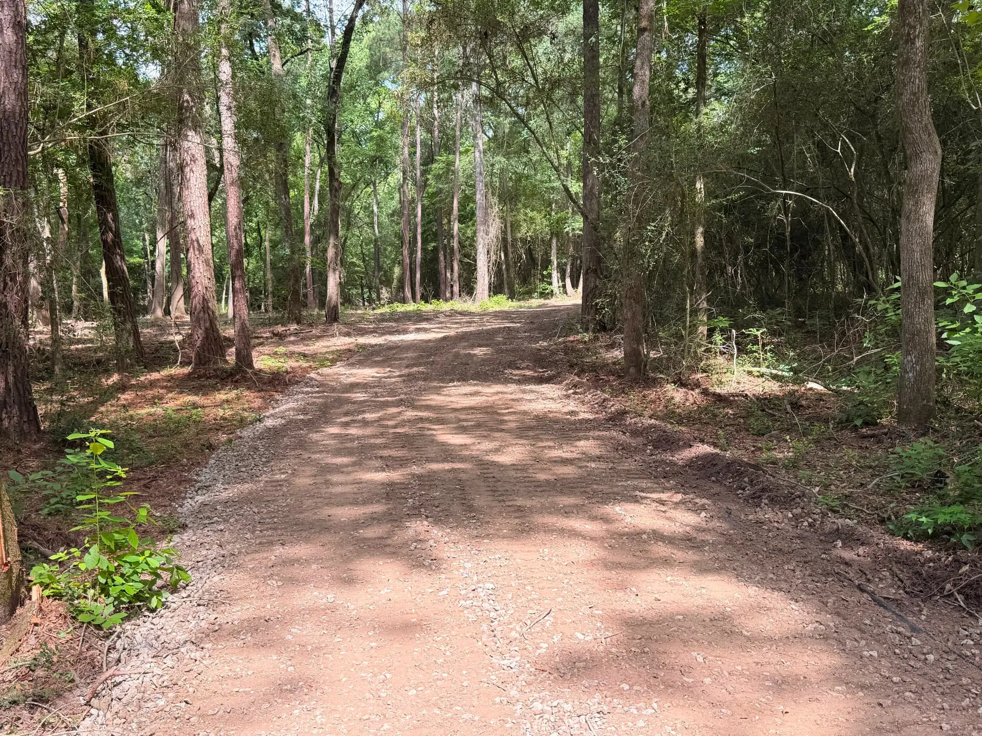 Dense East Texas pine and yaupon underbrush before eco-friendly forestry mulching