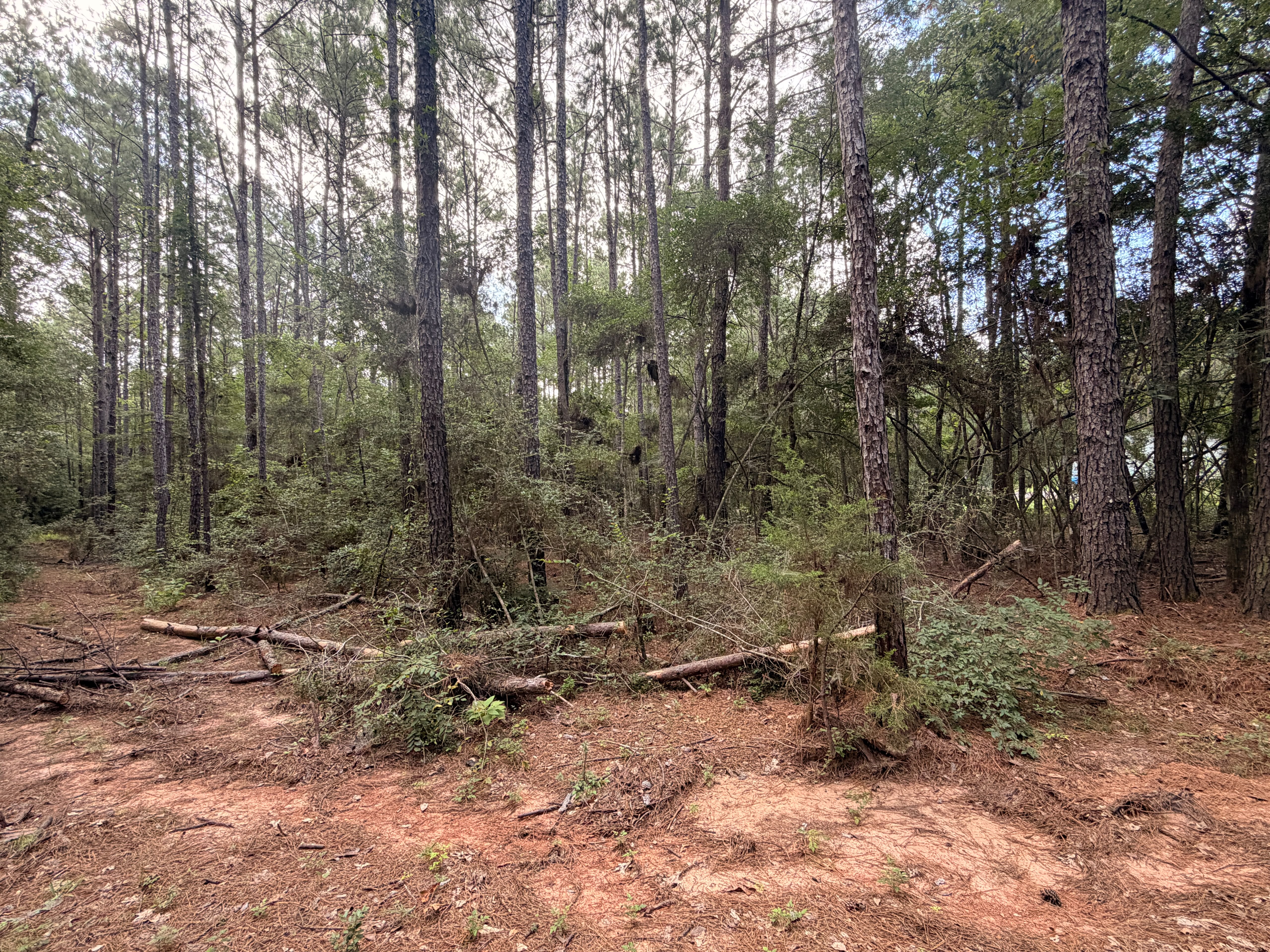 Residential home site pad cleared and graded in Willis, TX with mature treeline preserved