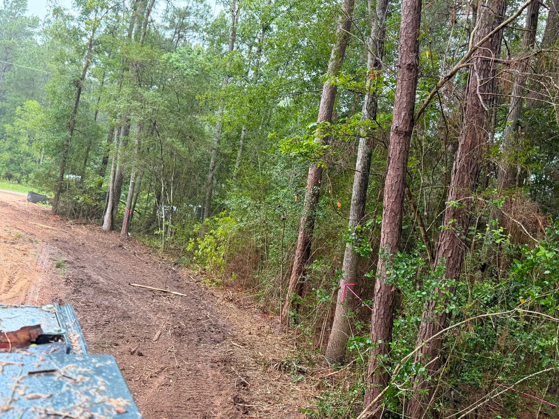 Park-like acreage finish after forestry mulching, leaving mature pines standing in Conroe, TX